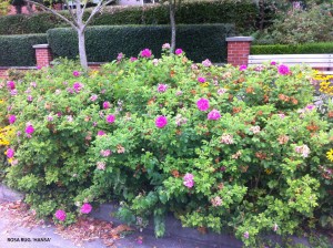 Rosa rugosa 'Hansa' - blooming